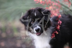 Shepherd - Australian