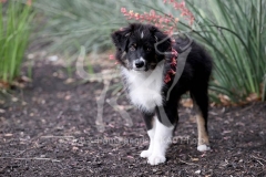 Shepherd - Australian