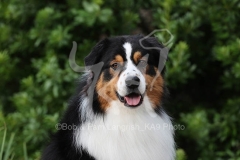 Shepherd - Australian