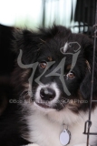 Shepherd - Australian