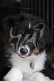 Shepherd - Australian