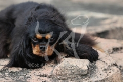 Spaniel - Cavalier King Charles