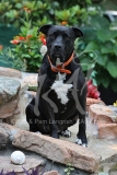 Terrier - Pit Bull