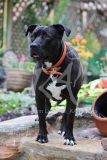 Terrier - Pit Bull