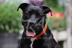 Terrier - Pit Bull