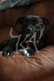 Terrier - Pit Bull