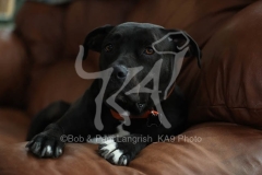 Terrier - Pit Bull