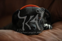 Terrier - Pit Bull