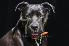 Terrier - Pit Bull