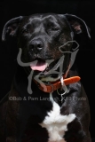 Terrier - Pit Bull