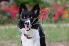 Collie - Border