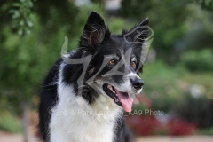 Collie - Border