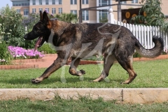 Shepherd - German