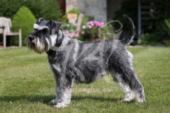 Schnauzer - Miniature