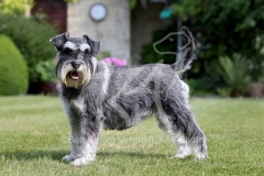 Schnauzer - Miniature