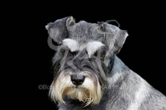 Schnauzer - Miniature