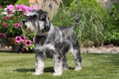 Schnauzer - Miniature