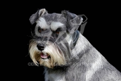 Schnauzer - Miniature