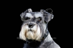 Schnauzer - Miniature