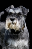 Schnauzer - Miniature
