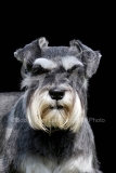 Schnauzer - Miniature