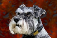 Schnauzer - Miniature