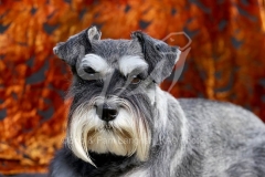Schnauzer - Miniature