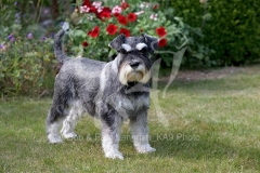 Schnauzer - Miniature