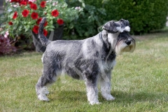 Schnauzer - Miniature