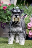 Schnauzer - Miniature