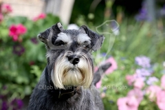 Schnauzer - Miniature