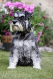 Schnauzer - Miniature
