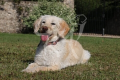 Labradoodle - Miniature