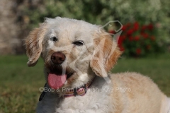 Labradoodle - Miniature