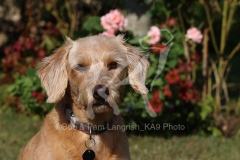 Labradoodle - Miniature