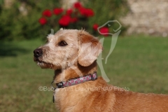 Labradoodle - Miniature