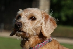 Labradoodle - Miniature