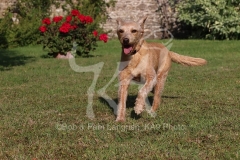 Labradoodle - Miniature