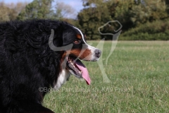 Bernese Mountain Dog