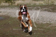 Boxer