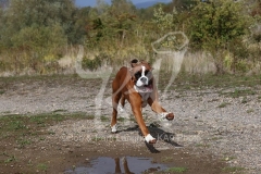 Boxer