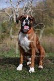 Boxer