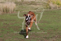 Boxer