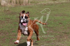 Boxer