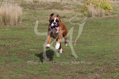 Boxer