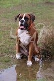 Boxer