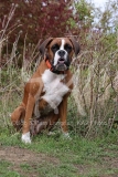 Boxer