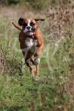 Boxer