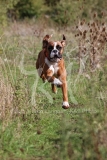 Boxer