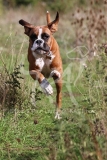 Boxer